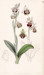 Ophrys fuciflora de Miss Drake